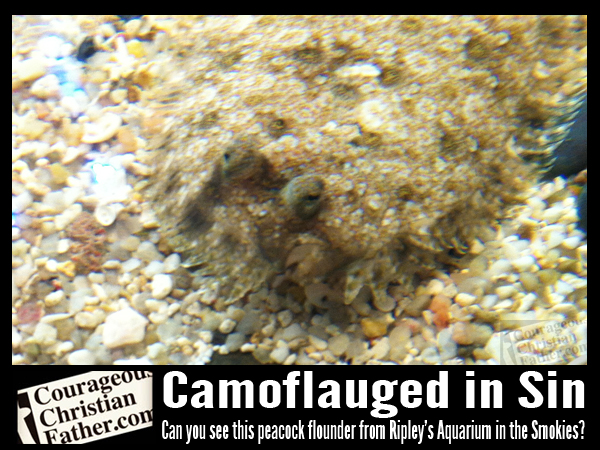 Camouflaged in Sin - Can you see this peacock flounder from Ripley's Aquarium of the Smokies