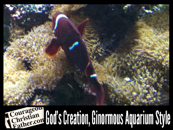 God’s Creation, Ginormous Aquarium Style