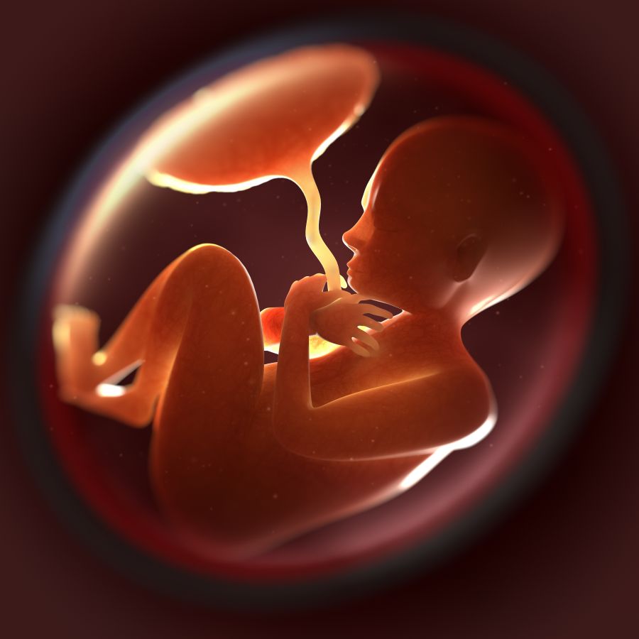 To the Memory of My Unborn Child