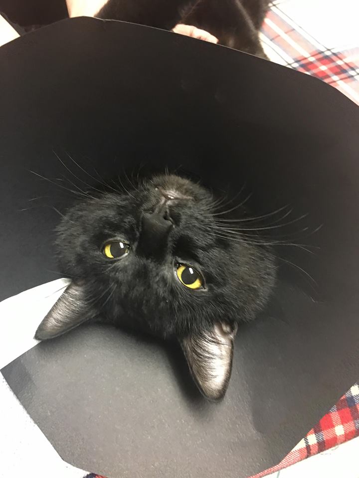 The Homemade Cone Collar Adventure
