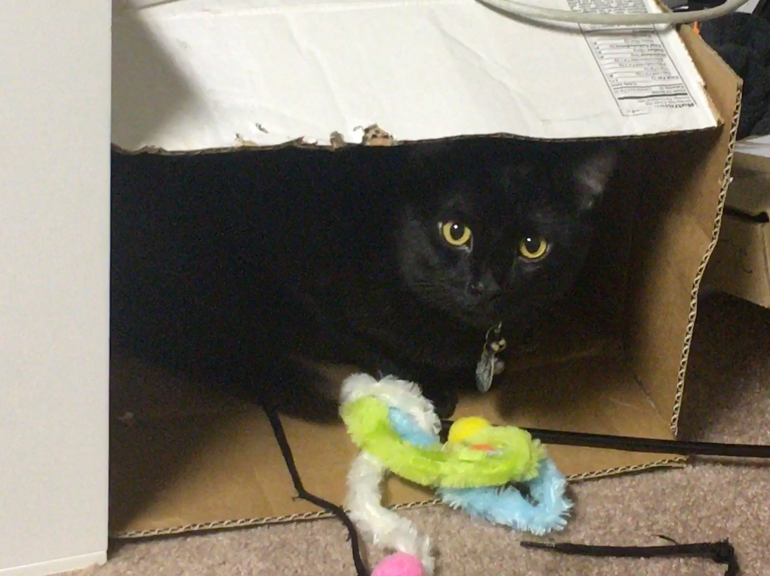 Joel the Brave’s Cat Box
