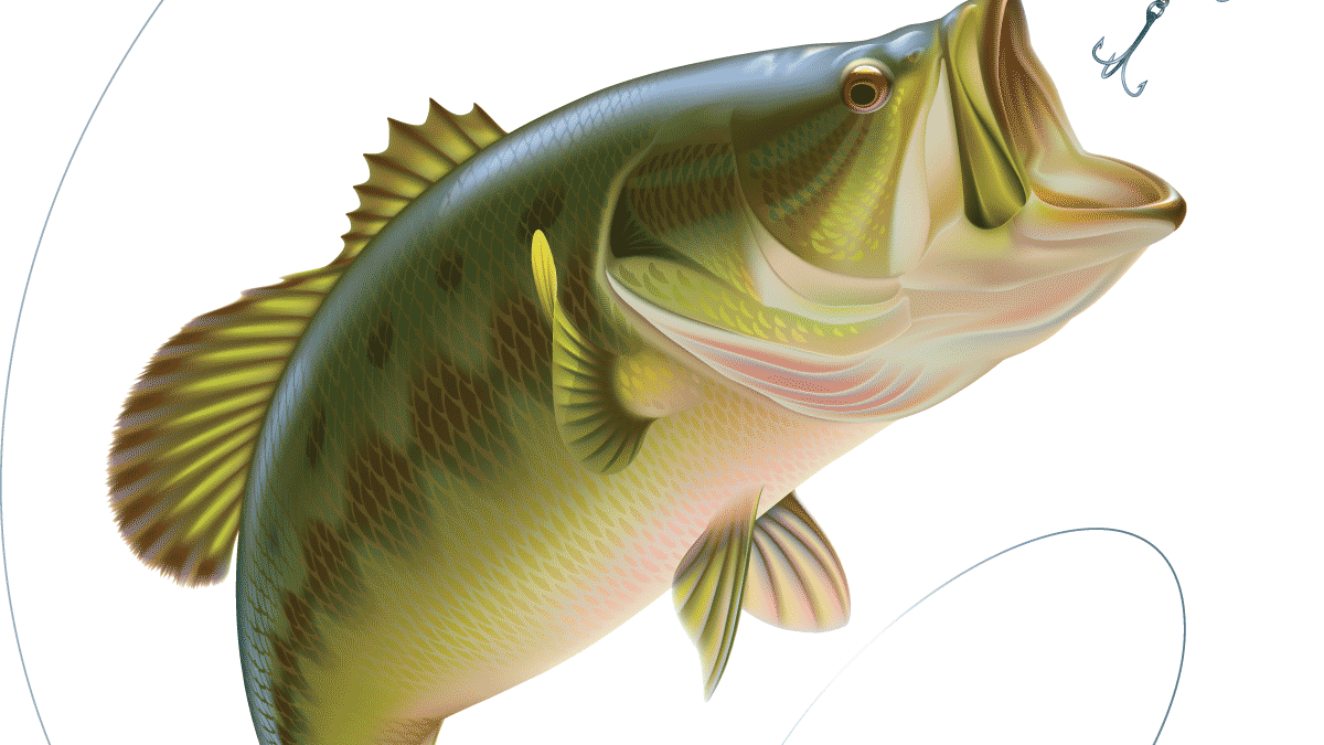 The summer can be slow for bass fishermen