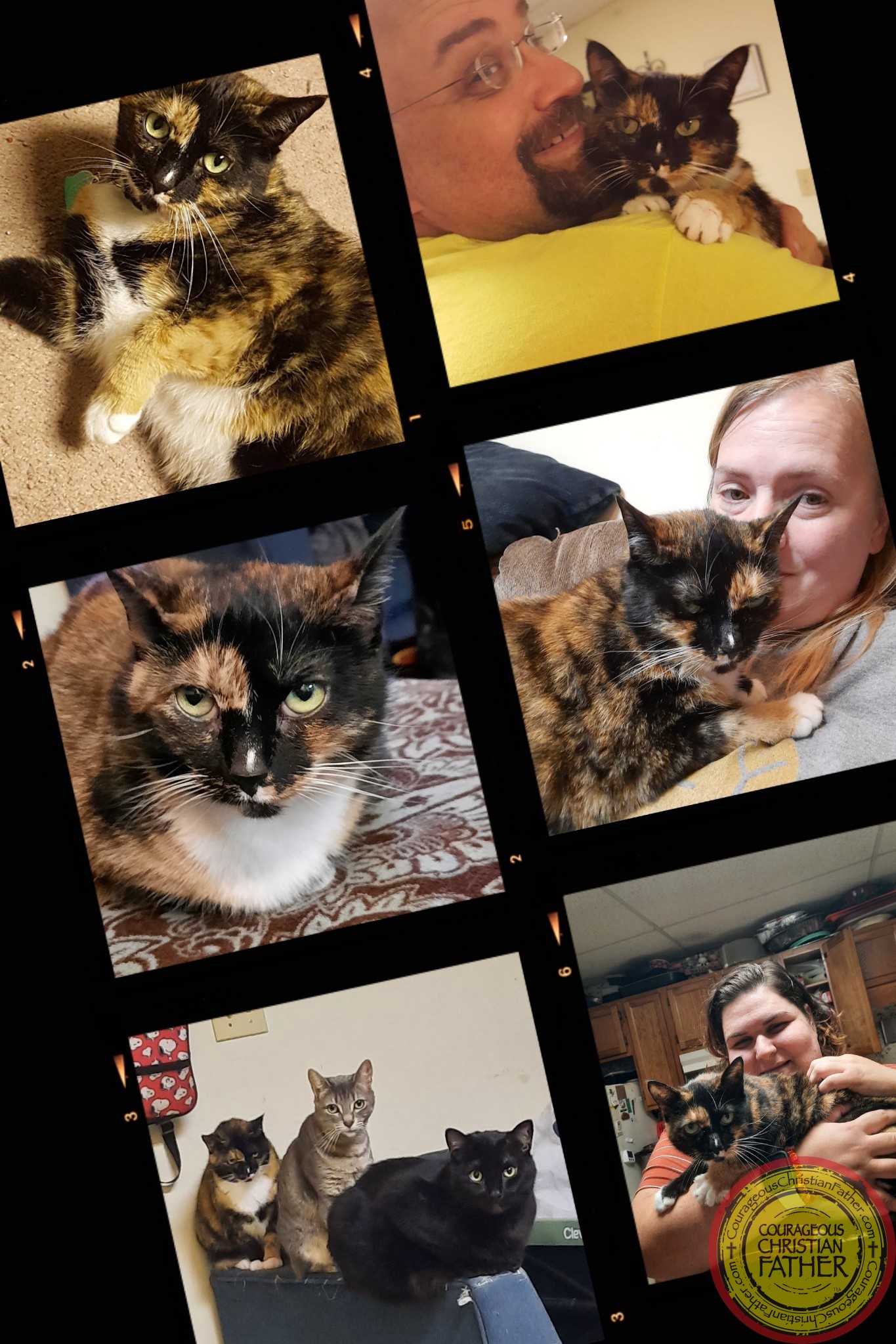 10 Years of Lilly Bug – 10 years ago Lilly Bug, a calico tortoiseshell cat came into the Patterson Family.