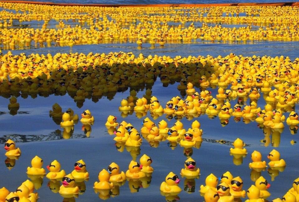 How Rubber Ducks Help Scientists Understand Ocean Currents