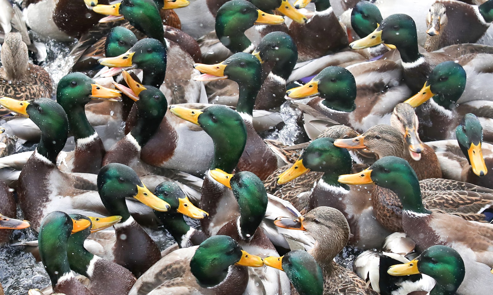 What Do You Call a Group of Ducks?