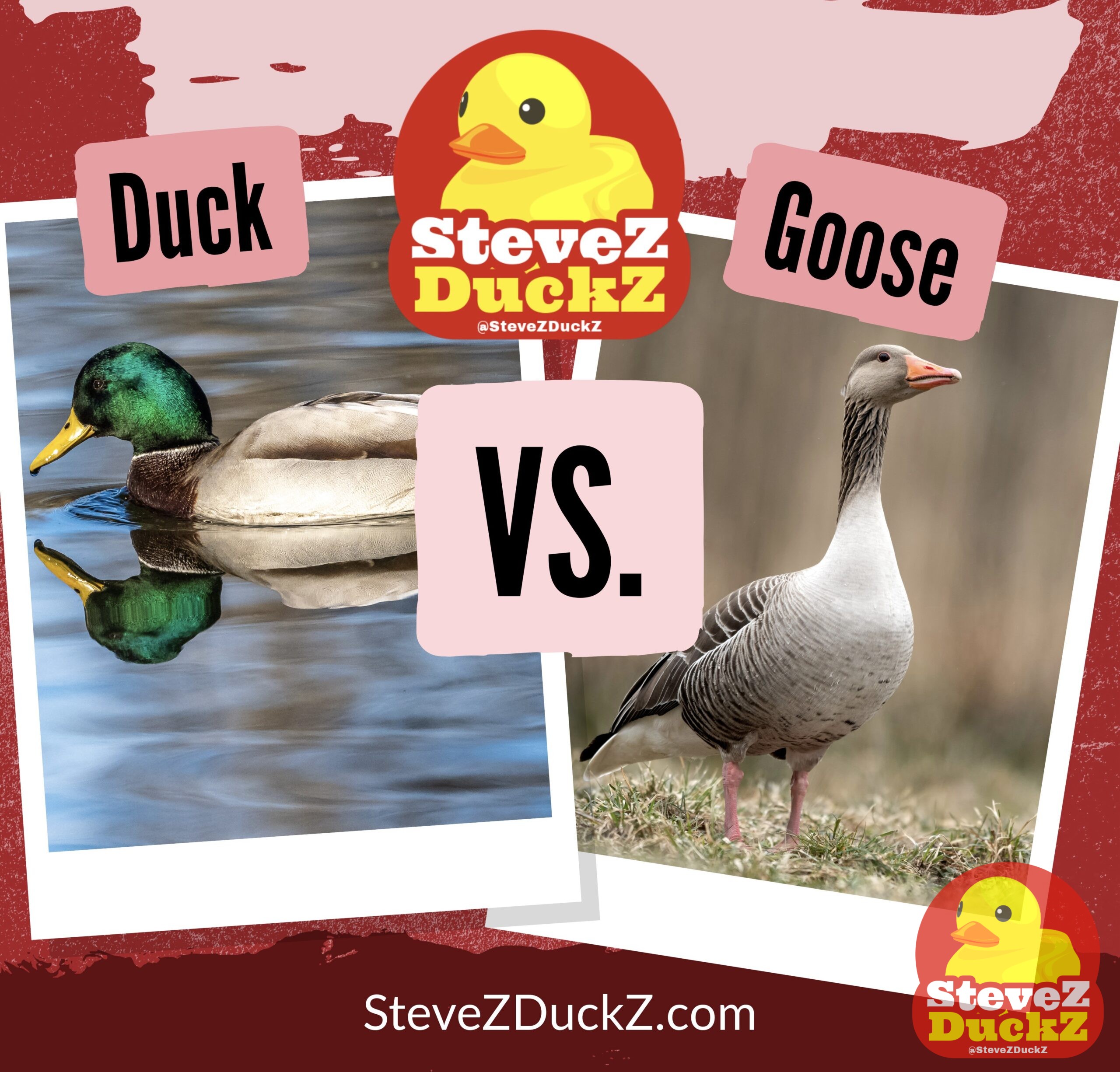 Duck vs. Goose