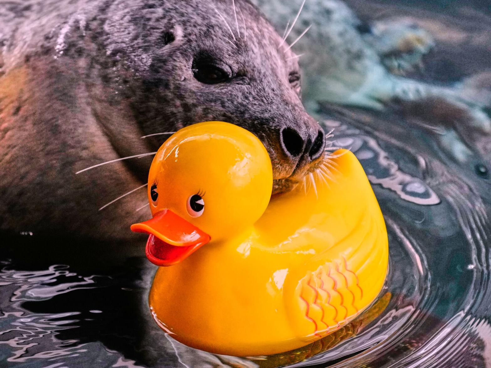 Reggae and His Rubber Duckies
